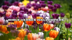 Bible Verses Wallpapers