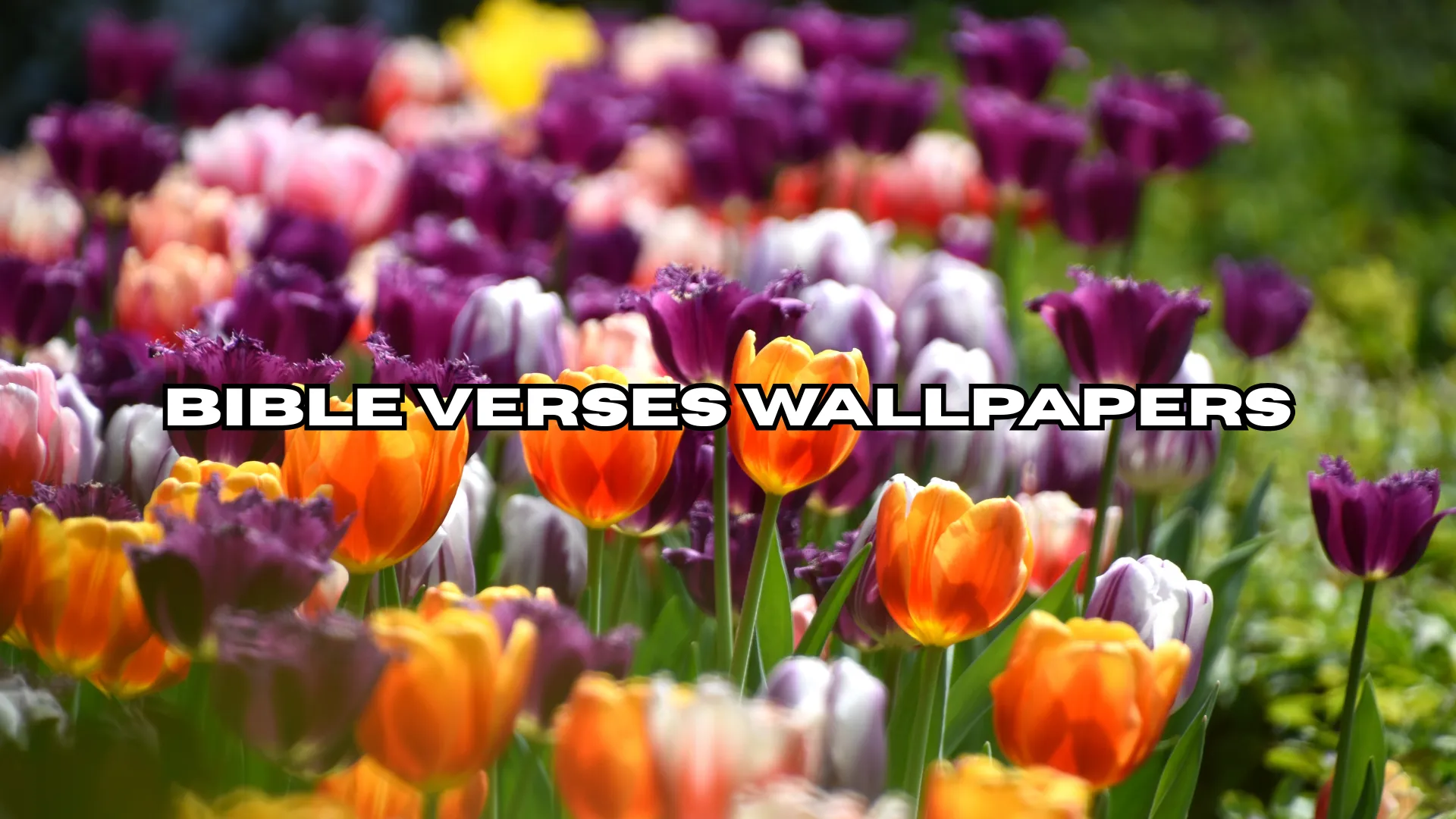 Bible Verses Wallpapers